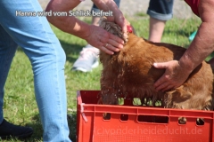 cockertreffen2019-11