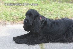 cockertreffen2019-14