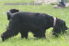 cockertreffen2019-15