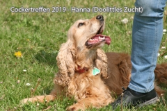 cockertreffen2019-16