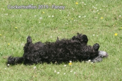 cockertreffen2019-17