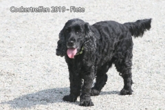 cockertreffen2019-20