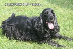 cockertreffen2019-21