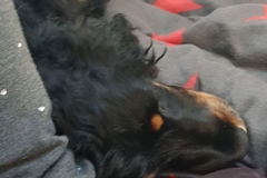 kalle3