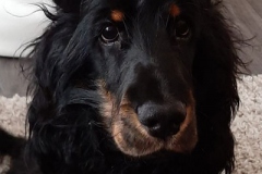 kalle6