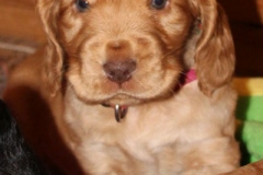 057_Hexe2021