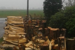 holz