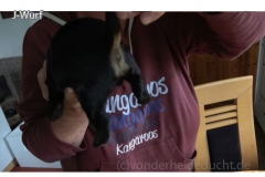 Jasper von hinten - doch fast schwarz loh!