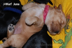 Juna