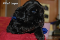 Jasper - mit leicht lohfarbenen Augenbrauen