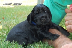 Jasper